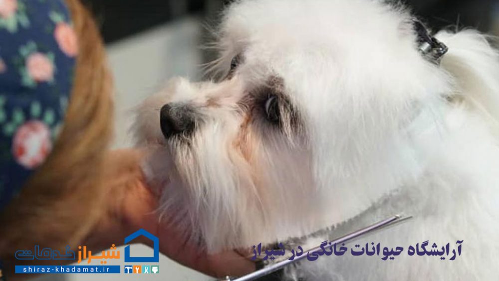 آرایشگاه حیوانات خانگی در شیراز